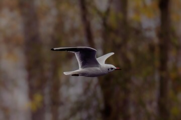 Mouette rieuse en vol au dessus du lac du terril des Argales à Rieulay, village situé en région...