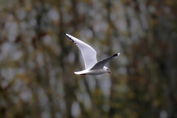 Mouette rieuse en vol au dessus du lac du terril des Argales à Rieulay, village situé en région...