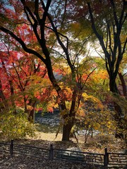 Naklejka premium Vibrant yellow and red trees in autumn sunlight in a peaceful forest park in Seoul