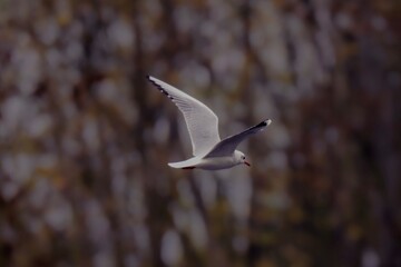 Mouette rieuse en vol au dessus du lac du terril des Argales à Rieulay, village situé en région Hauts de France