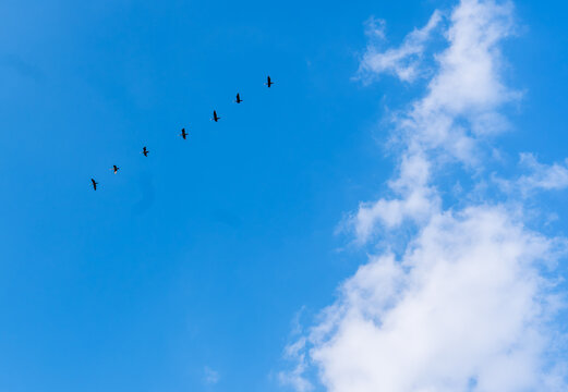 A group of Great Cormorants flying diagonally in a line across a wide, clear blue sky. Excellent copy space for text or design.