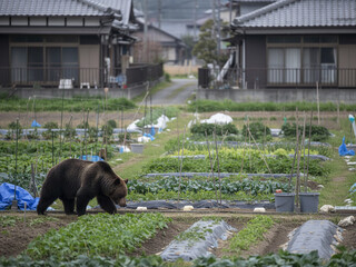 住宅地や郊外に出没するヒグマのイメージビジュアル（AI生成）