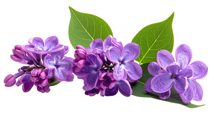 Close-up of delicate purple blossoms and vibrant green leaves against a stark black background