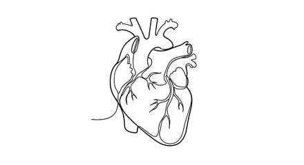 Detailed Human Heart Anatomy Line Art Illustration on White Background.