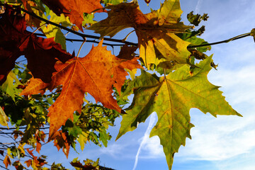 Bl&auml;tter der Platane im Herbst