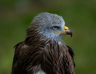 red tailed hawk