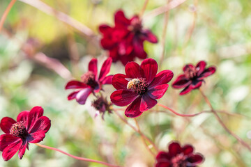 Fototapeta premium 秋のチョコレートコスモスで蜜を集めるミツバチ