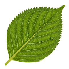 Obraz premium Detailed close-up of a vibrant green hydrangea leaf with intricate veins against a black canvas, isolated on white or transparent background, PNG Format.