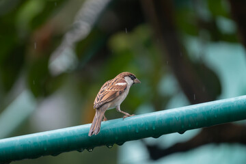 A house sparrow (Passer domesticus)