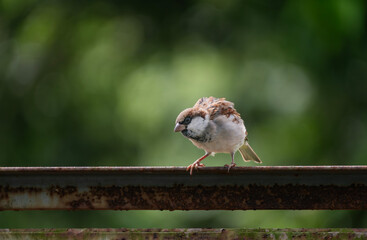 A house sparrow (Passer domesticus)