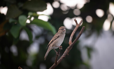 House sparrow (Passer domesticus) sitting on a tree branch.