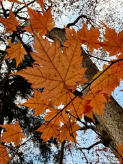 Soft sunlight filters through glowing orange maple.