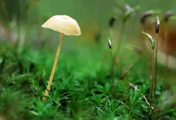 closeup of slippery mycena (Roridomyces roridus) growing on a tree stump in a forest