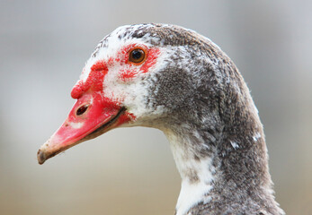 Head of white standing duck on the grass. Side view of white duck.
