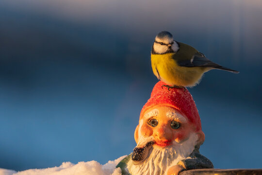 Santa Claus and the blue tit