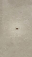 Our focus cockroach on floor 