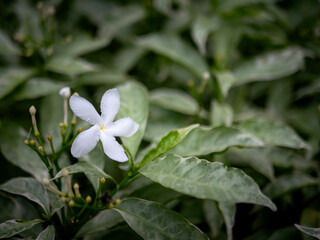 White Jasmine Flowers Blooming on Green Leaves Bush Fragrant Tropical Garden Plant