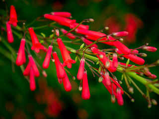 Fototapeta premium Red Russelia Equisetiformis Firecracker Plant Tubular Flowers Blooming on Green Background Bokeh