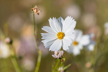 青空を背景に咲く白いコスモス一輪のクローズアップ