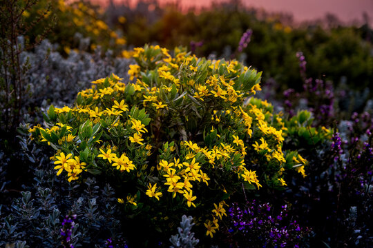 Close-Up of South African Fynbos Blooms