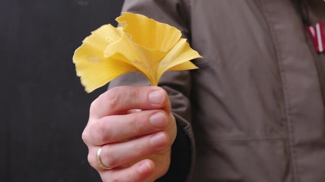 Cesis, Latvia - November 14, 2025: Hand holding vibrant yellow ginkgo leaves, camera zooms in to capture intricate details and textures