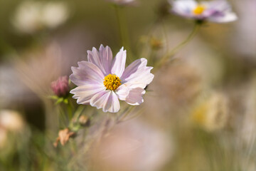 秋の陽光を浴びて咲く、淡いピンク色のコスモス