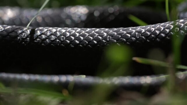 Slithering snake close up. Black snake crawling. Snakes in motion. Creeping reptile. Macro scaly snake skin. Exotic reptilian pattern. Snakes scales detailed reptilian texture. Black leathery lizard