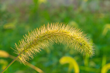 Fototapeta premium Amazingly beautiful ears of plant closeup on blurred green background. Element of landscape design to decorate adjacent plot of land. Landscaping and creating comfort in house