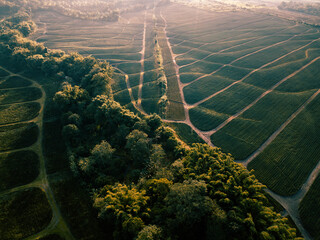 Aerial view of a verdant tapestry of agricultural fields, punctuated by rows of crops, with a dense band of trees dividing the landscape, Polomolok, SOCCSKSARGEN, Philippines.