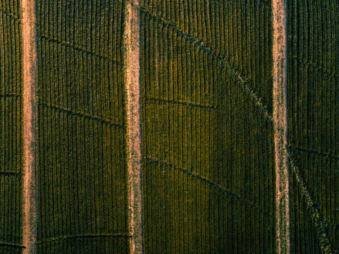 Aerial view of neatly aligned rows of crops, where golden pathways cut through the vast green fields, creating a striking contrast, Polomolok, SOCCSKSARGEN, Philippines.