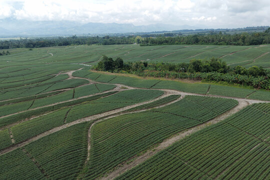 Aerial view of neatly patterned pineapple fields stretching towards the horizon under a vast sky, Polomolok, SOCCSKSARGEN, Philippines.