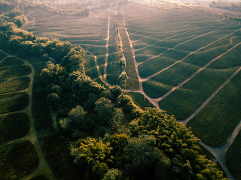 Aerial view of a verdant tapestry of agricultural fields, punctuated by rows of crops, with a dense band of trees dividing the landscape, Polomolok, SOCCSKSARGEN, Philippines.