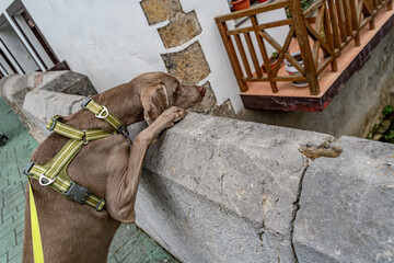 Weimaraner Dog Looking Over Stone Wall Bridge with Green Harness, Curious Pet