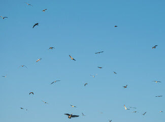 Flock of seagulls in a clear blue sky.