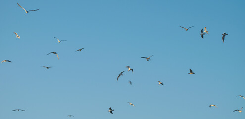 Flock of seagulls in a clear blue sky.