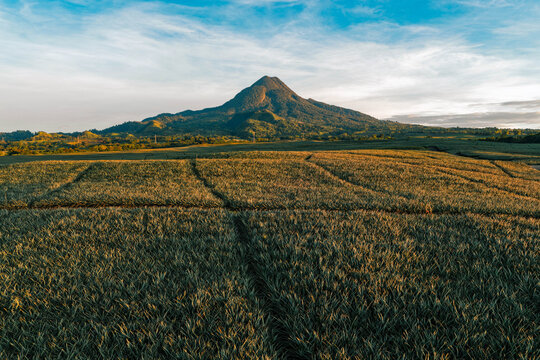 Aerial view of the majestic Mount Matutum towering over the expansive pineapple fields, casting long shadows in the golden light, Polomolok, SOCCSKSARGEN, Philippines.
