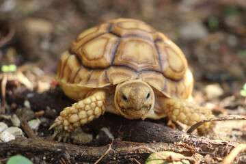 African Sulcata Tortoise Natural Habitat,Close up African spurred tortoise resting, cute animal