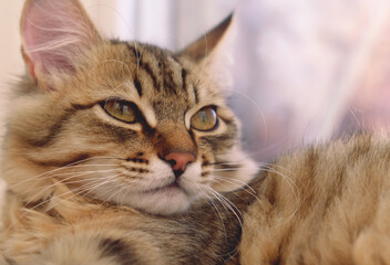 Portrait of impressively regal cat, intense staring, Close-up portrait of cute well fed cat, lounging. Soft morning light, Relaxing and looking window. funny pets. Calmness, tranquil ambiance