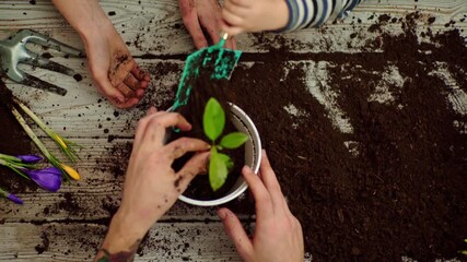 Parents hands and kid hand growing plants. Hands planting a young seedling in soil. Family gardening together at home. Planting flowers and watering plants in a pot.