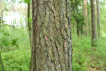 Sunlight shining on pine tree trunk bark