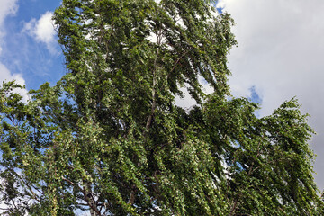 Green birch in the wind.