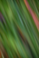 Blurred image of nature.