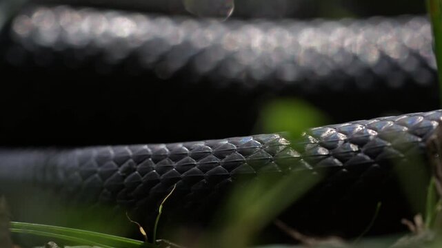 Slithering snake close up. Black snake crawling. Snakes in motion. Creeping reptile. Macro scaly snake skin. Exotic reptilian pattern. Snakes scales detailed reptilian texture. Black leathery lizard