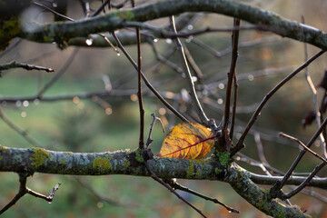 The last leaves on the tree.