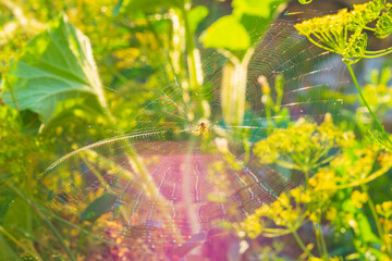 Fototapeta premium Beautiful natural photo of large spider web with spider in center on a colorful blurred background with green, yellow, orange light on summer day. Focus on threads, pink, purple glare from sunlight