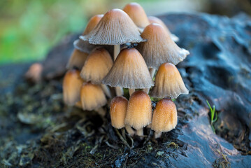 Mushrooms on a stump.