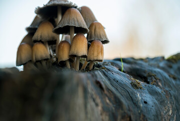 Mushrooms on a stump.