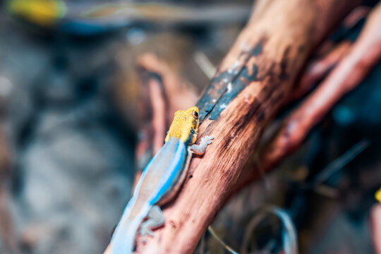 Macro shot of green tree gecko - Powered by Adobe