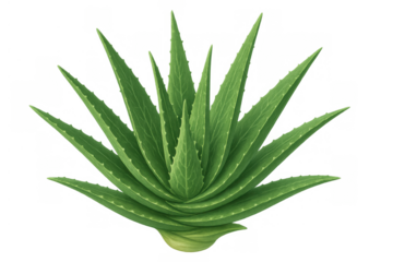 Aloe vera plant standing upright, displaying its natural form. Good for medicinal, herbal, botanical, and wellness themes