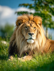 Fototapeta premium Majestic lion resting peacefully in the lush green grass under bright blue sky with detailed golden mane and calm expression in a natural habitat setting
